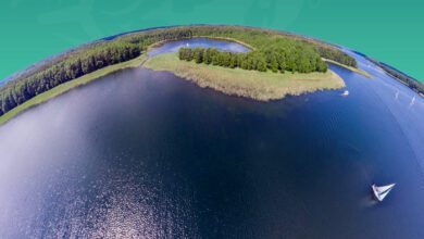 global unity for forests